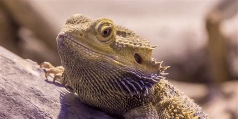 Do bearded dragons get bored?