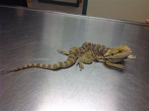 Do bearded dragons have diseases?
