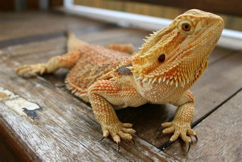 Do bearded dragons know their name?