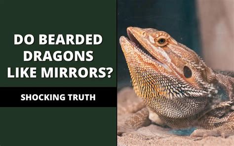 Do bearded dragons like mirrors?