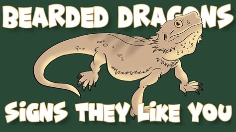 Do bearded dragons like when you talk to them?