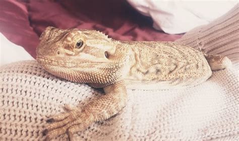 Do bearded dragons miss their owners?