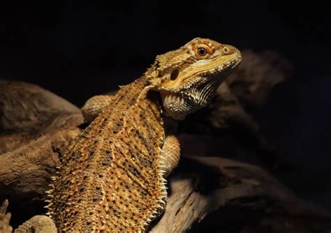 Do bearded dragons remember faces?