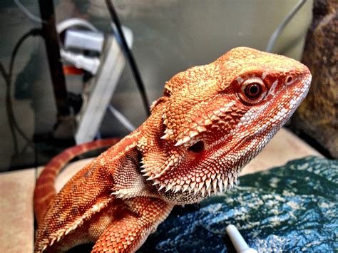 Do bearded dragons see color?