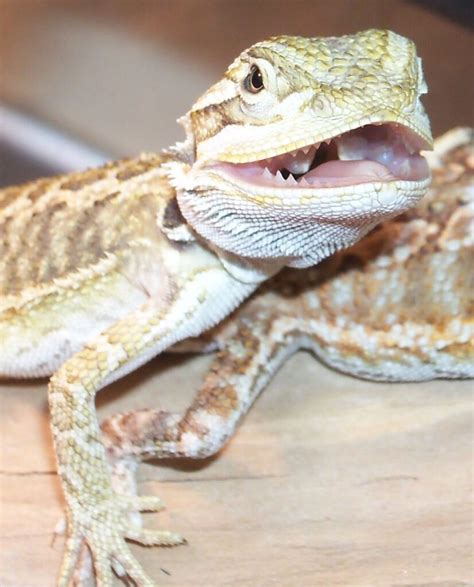 Do bearded dragons teeth fall out?