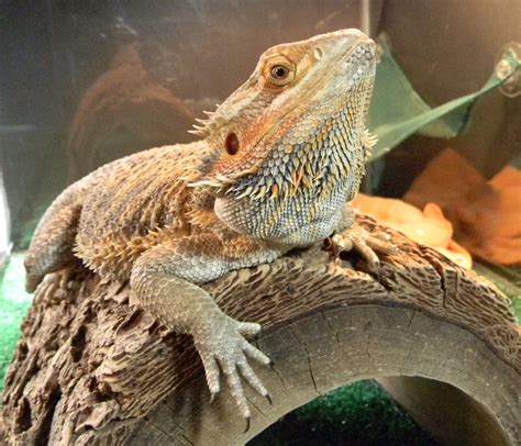 Do bearded dragons want attention?