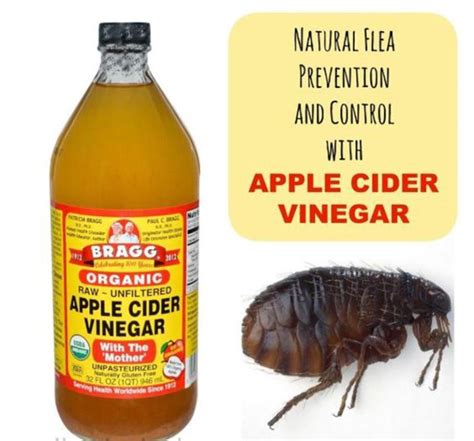 Do bed bugs hate apple cider vinegar?