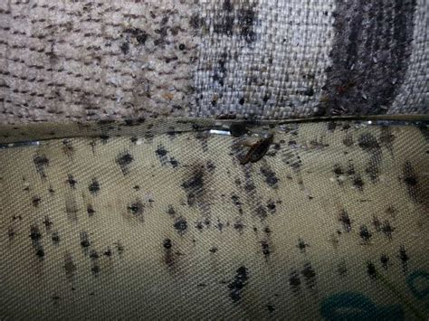 Do bedbugs like pillows?