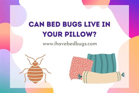 Do bedbugs stay in pillows?