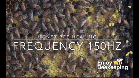 Do bee sounds heal?