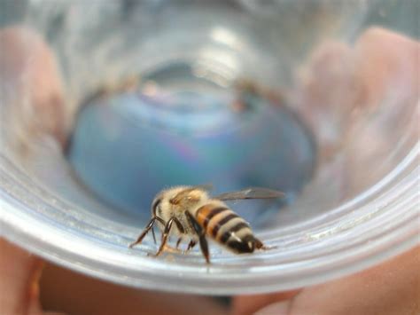 Do bee stings build immunity?
