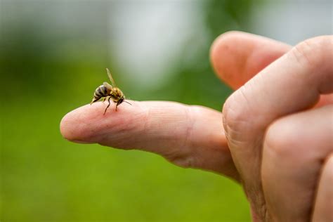 Do bee stings get worse each time?