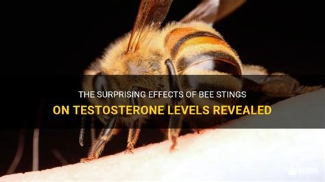 Do bee stings increase testosterone levels?