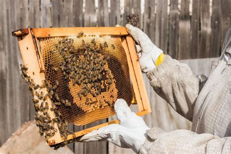 Do beekeepers crush bees?