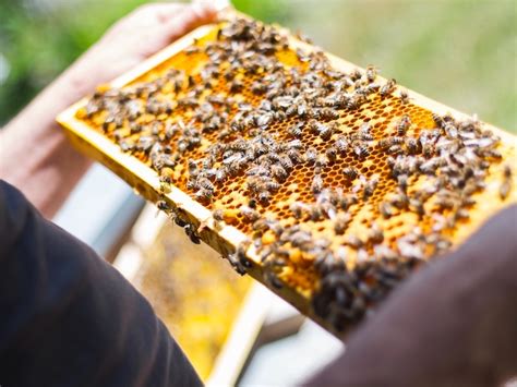 Do beekeepers live longer?