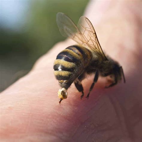 Do bees actually want to sting you?