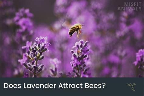 Do bees avoid lavender?