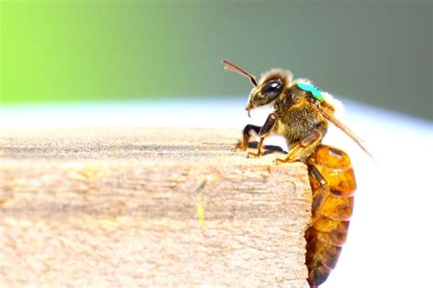 Do bees betray their queen?