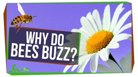 Do bees buzz louder when angry?