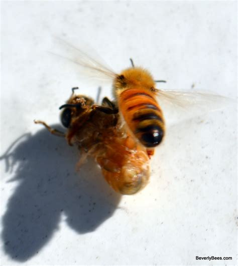 Do bees carry away their dead?