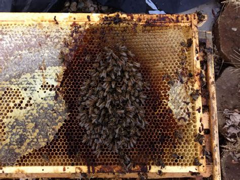 Do bees clean out dead bees?