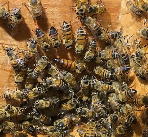 Do bees come back after bee removal?