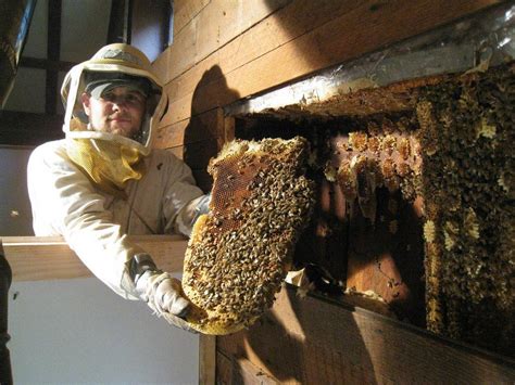 Do bees come back after hive removed?