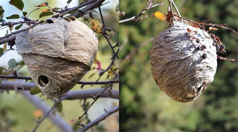 Do bees come back to the same nest?