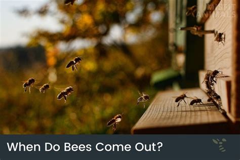 Do bees come out in winter?