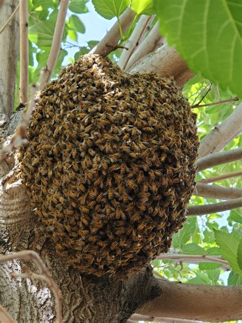 Do bees defend their queen?