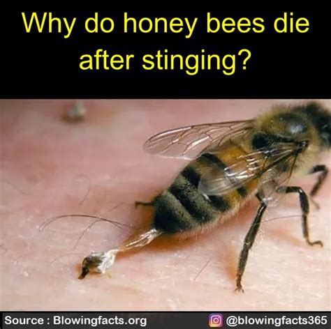 Do bees die after honey?