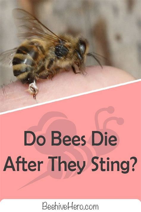 Do bees die of old age?