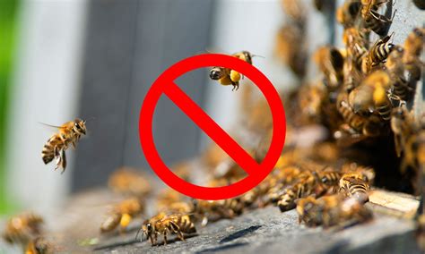 Do bees dislike vinegar?