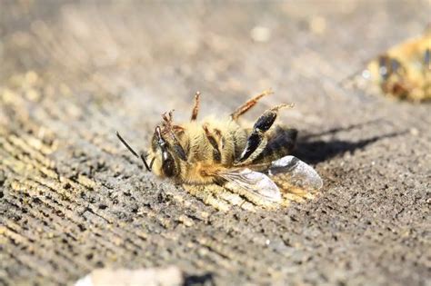 Do bees drop dead after stinging?