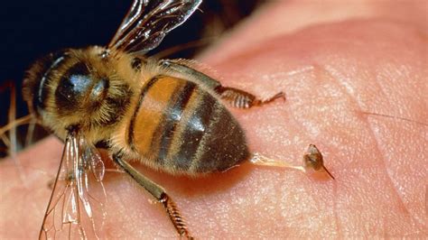 Do bees enjoy stinging?