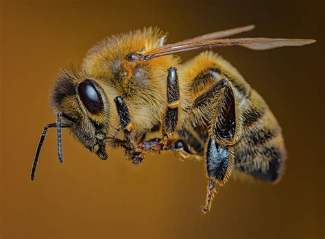 Do bees feel anger?