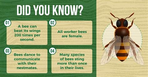Do bees feel fear?