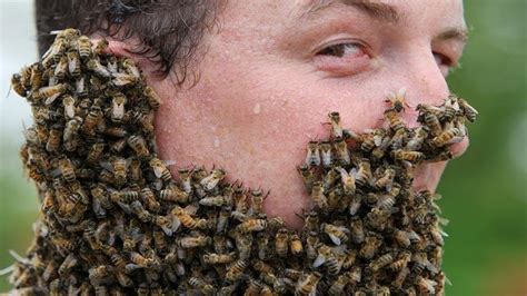Do bees get attached to humans?