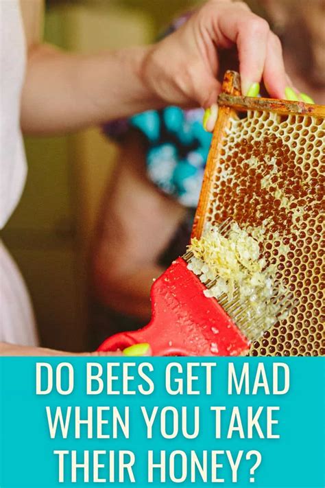 Do bees get mad easily?