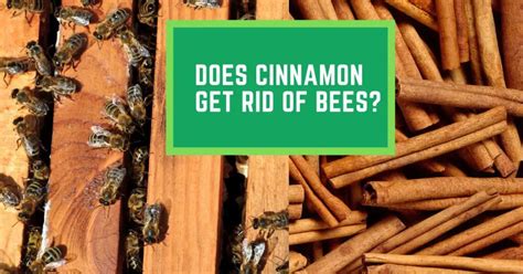 Do bees hate cinnamon?