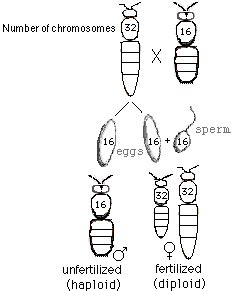 Do bees have 16 chromosomes?