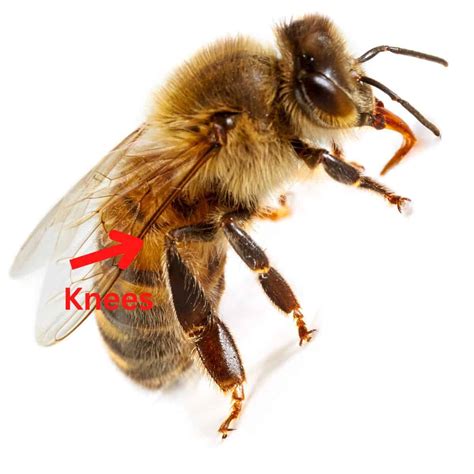 Do bees have knees?