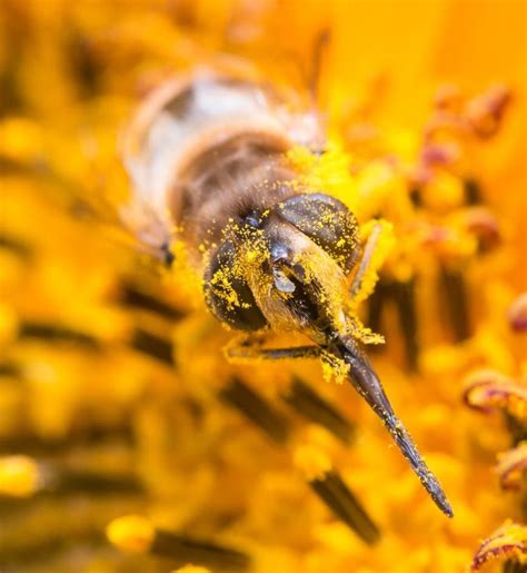 Do bees know they exist?