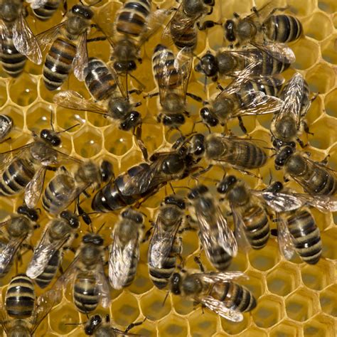 Do bees know when their queen dies?
