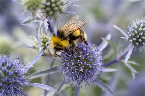 Do bees like garlic?