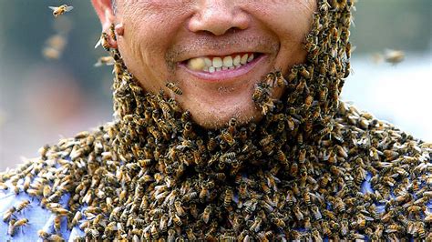 Do bees like humans?