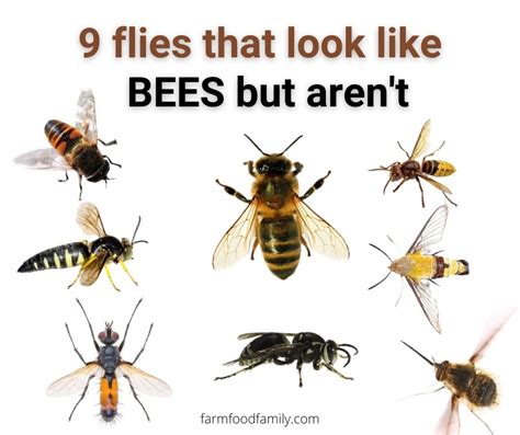 Do bees like loud noises?