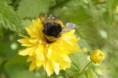 Do bees like nicotine?