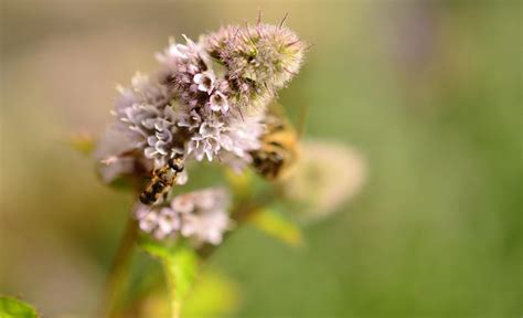 Do bees like peppermint?