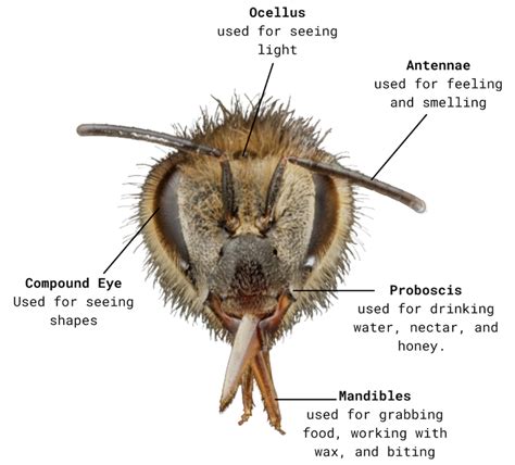 Do bees like strong smells?